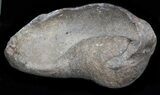 Fossil Whale Ear Bone - Miocene #40311-1